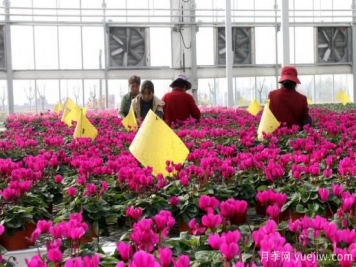 扬州高邮：每天发货30万株，花工厂绽放乡村振兴致富花