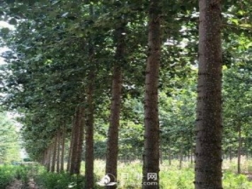 河南周口：培育出不飞絮的杨树新品种