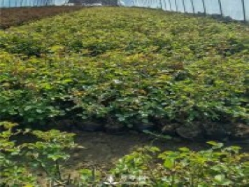 各类盆栽月季上市，南阳杯苗基地全国批发中