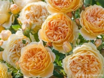 大花香水月季的养护方法，分享10种花香飘满屋