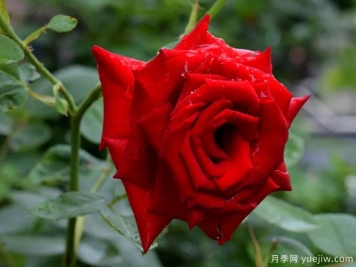2023年情人节十大玫瑰品种销量榜，卡罗拉位居首位