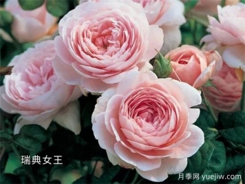 100种月季玫瑰品种图鉴大全，你认识有没有超过10个？