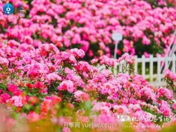 2024年第二届杭州市月季花展举办，赏500万株月季