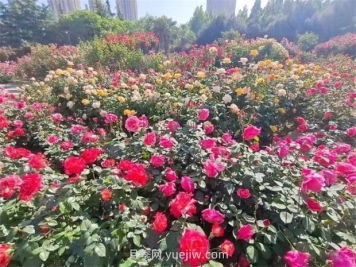 郑州月季公园40万株月季竞相绽放，感受花漾生活