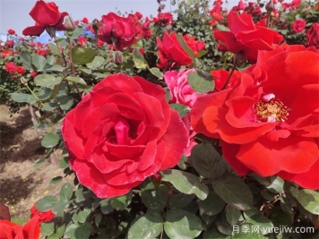 月季、玫瑰、蔷薇分别是什么？如何区别？