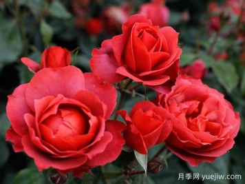 21朵玫瑰：不只是浪漫，还藏着这些深意