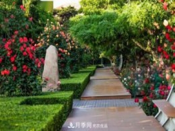 秦皇岛适合养月季花，市花和市树是什么